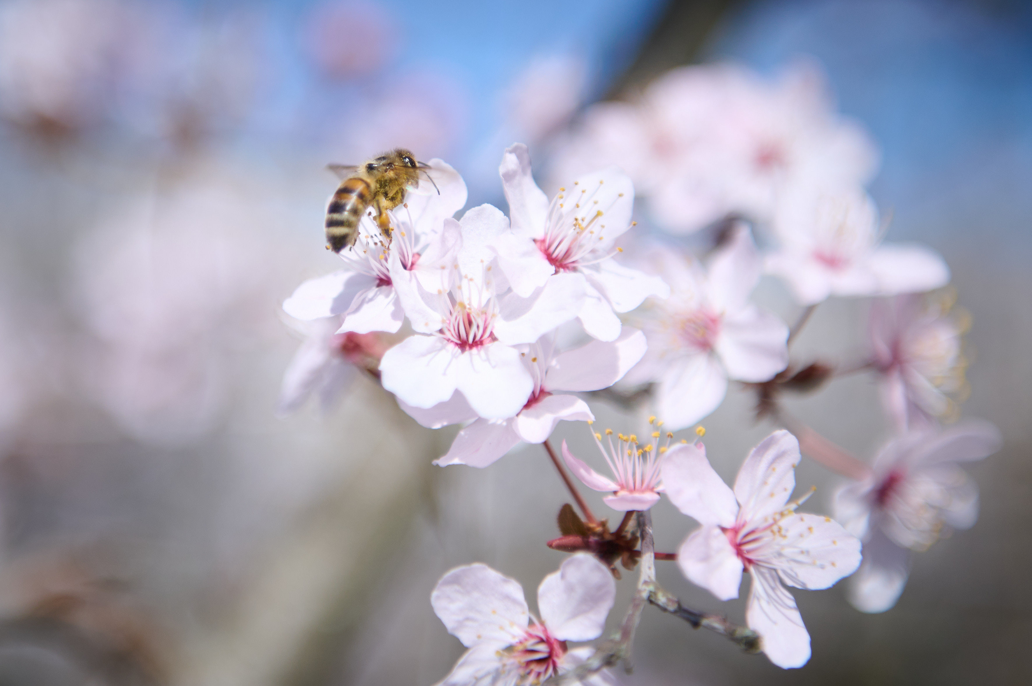 20220327_AdoraPress_FuehlingBiene_1